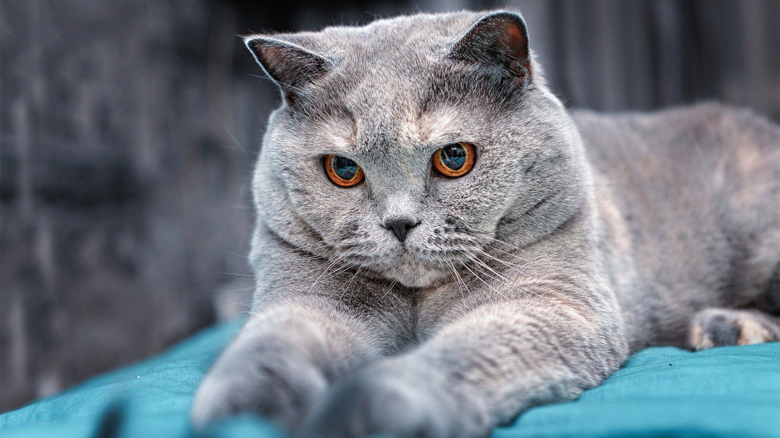 “全球巡演:环游五洲的极限赛段”,北京环游五洲旅行社