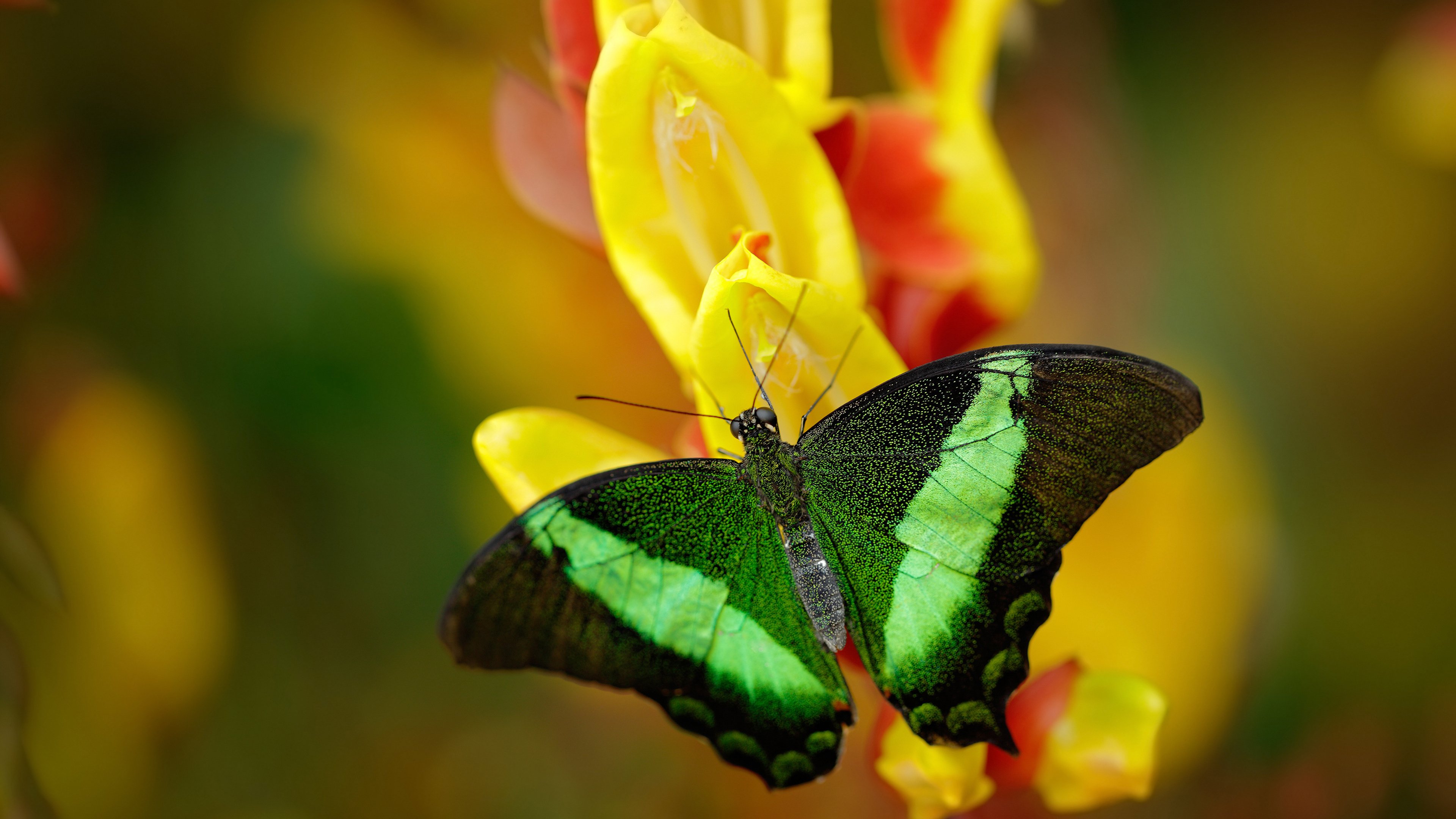 “星耀青训”全国青少年篮球明星挖掘计划正式启动,ybdl青少年篮球发展联盟创始人