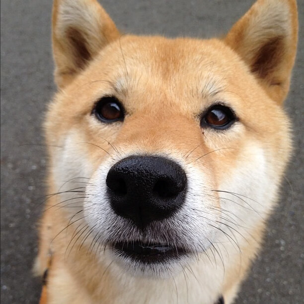 《CS_GO 线下决赛,NAVI再次登顶世界巅峰》,csgo navi夺冠