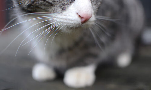 意甲:AC米兰连胜势不可挡,晋级争夺持续升温,意甲_ac米兰客场7-0狂胜都灵