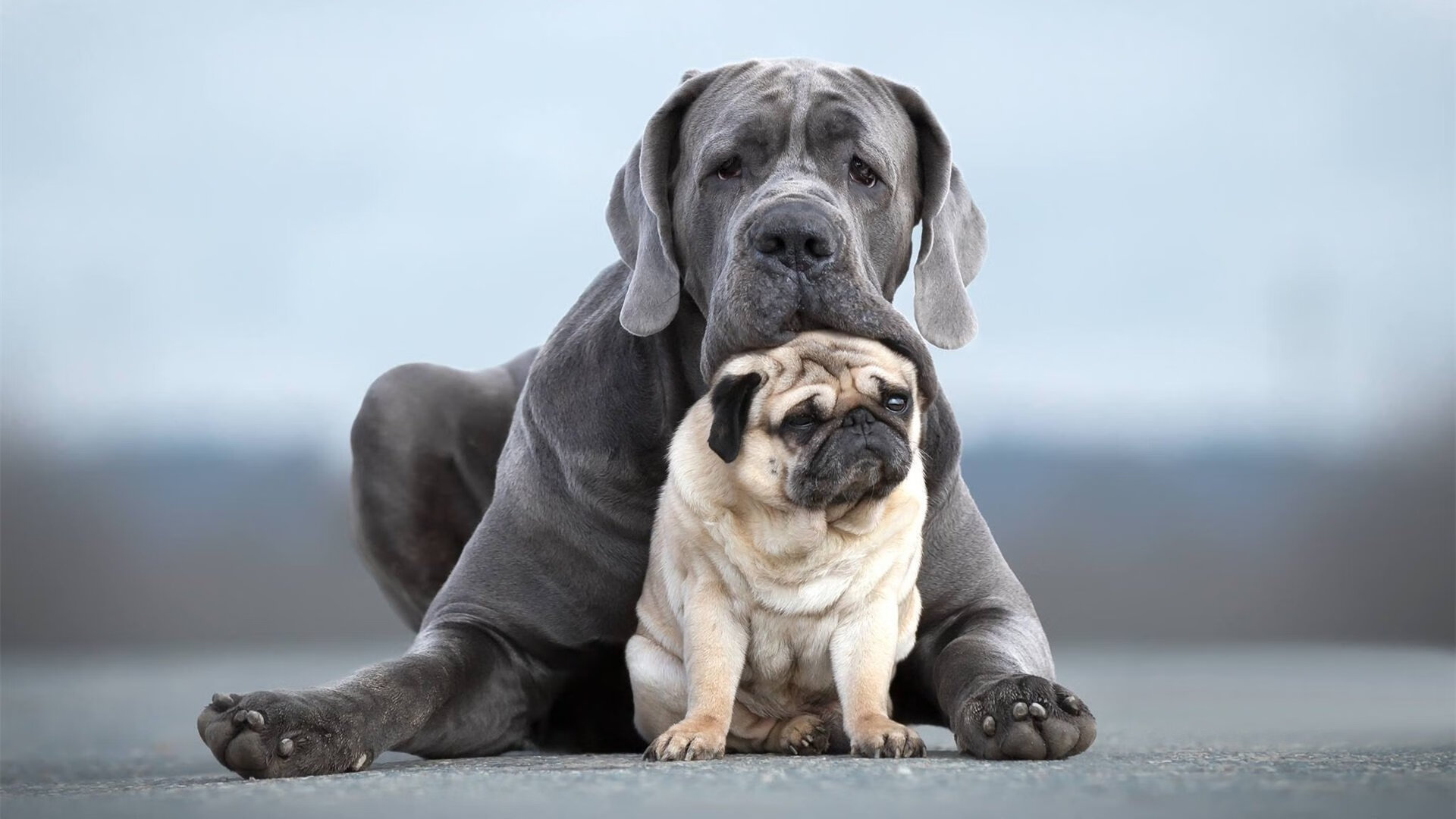 法甲球迷活动丰富多彩,现场氛围火爆,法甲球迷入场