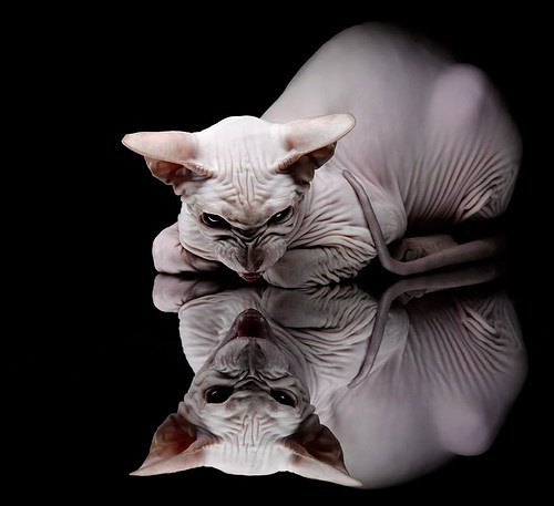 篮球职业联赛品牌推广活动效果显著，篮球推广方案