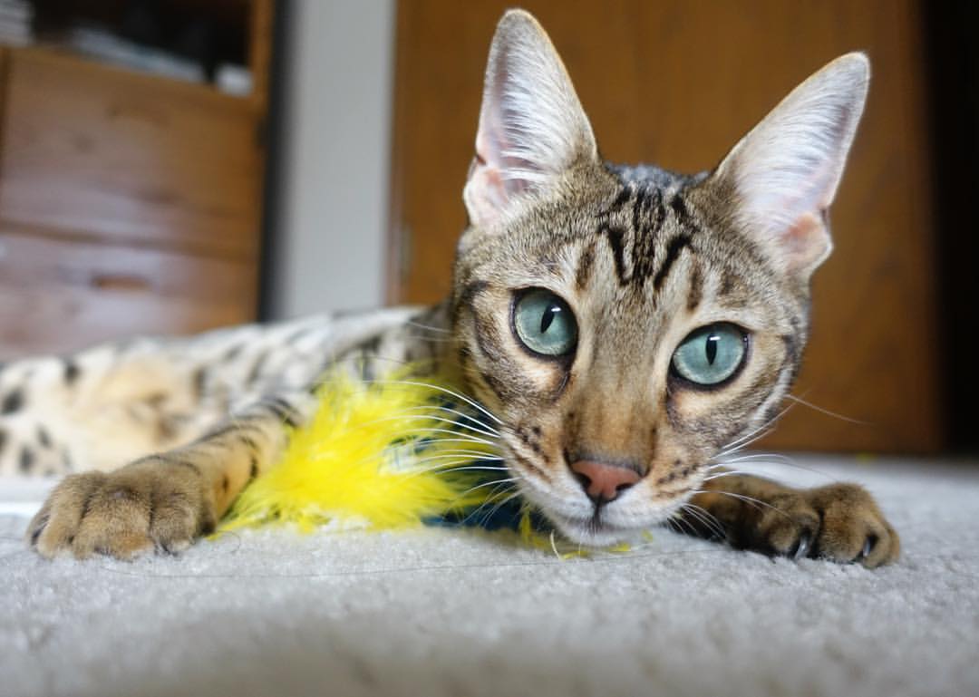 赛事现场:最精彩的观众互动,赛场观众席