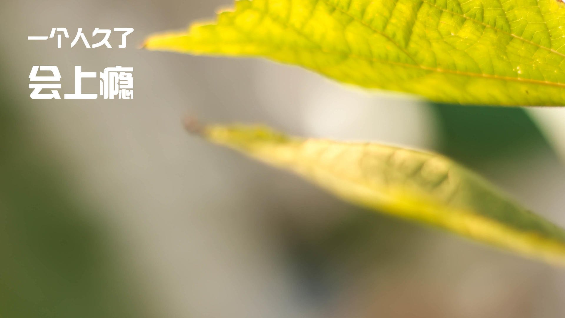 车坛英雄:永恒的偶像传奇,车坛车谈