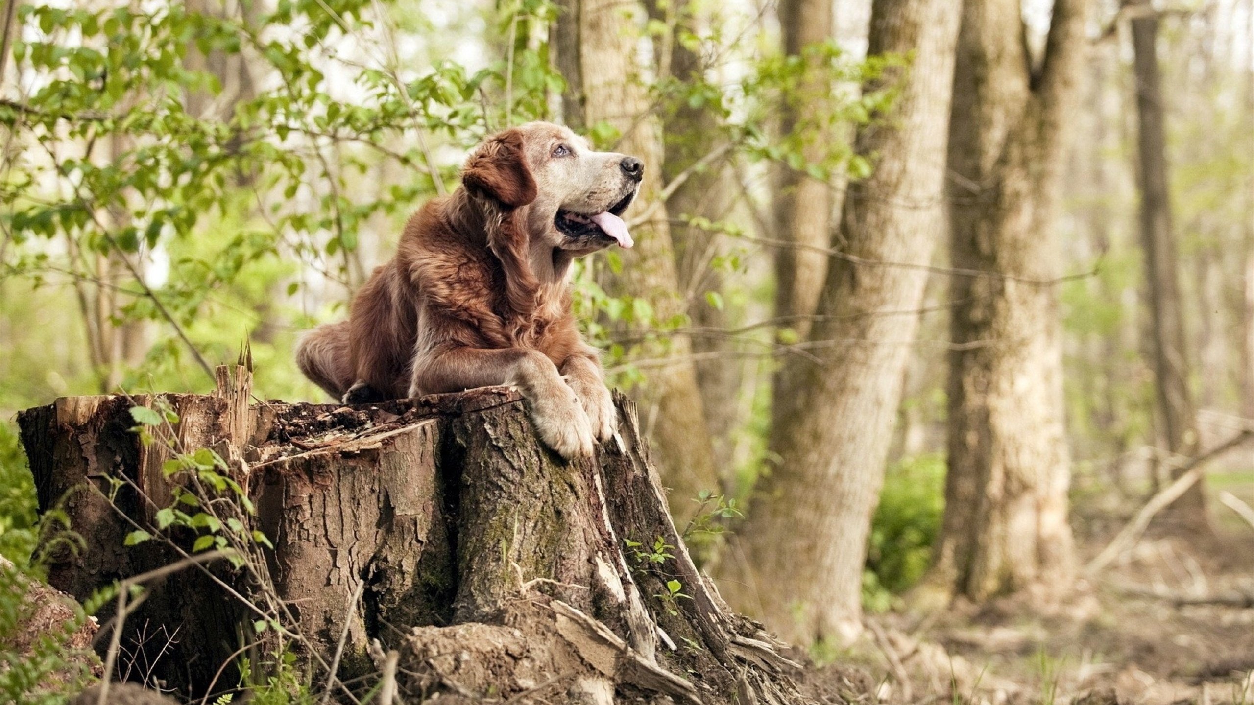 青训体系的崛起:联盟未来的“摇篮”在哪里?,lol青训啥意思