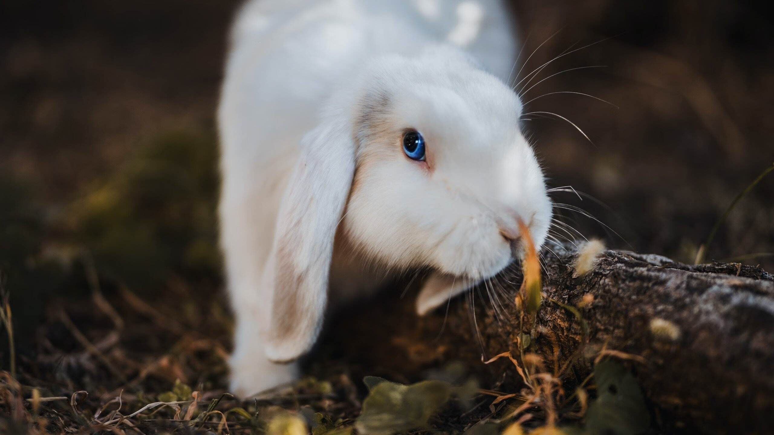 爱游戏中国官方网站平台-8决赛中0-2不敌瑞士，卫冕之路提前终结。，意大利欧洲杯比赛记录