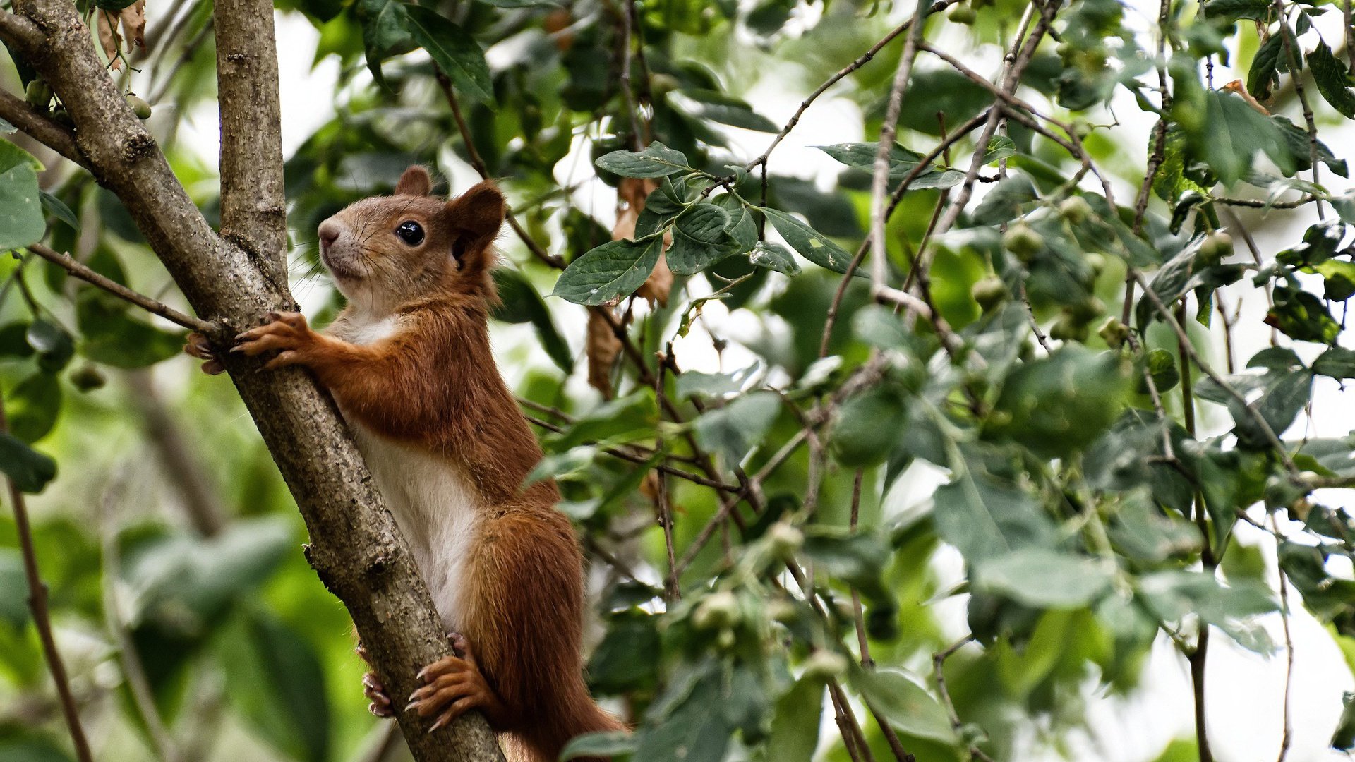 CSKA年轻球员崭露头角,助力球队成长,csgoqka年龄
