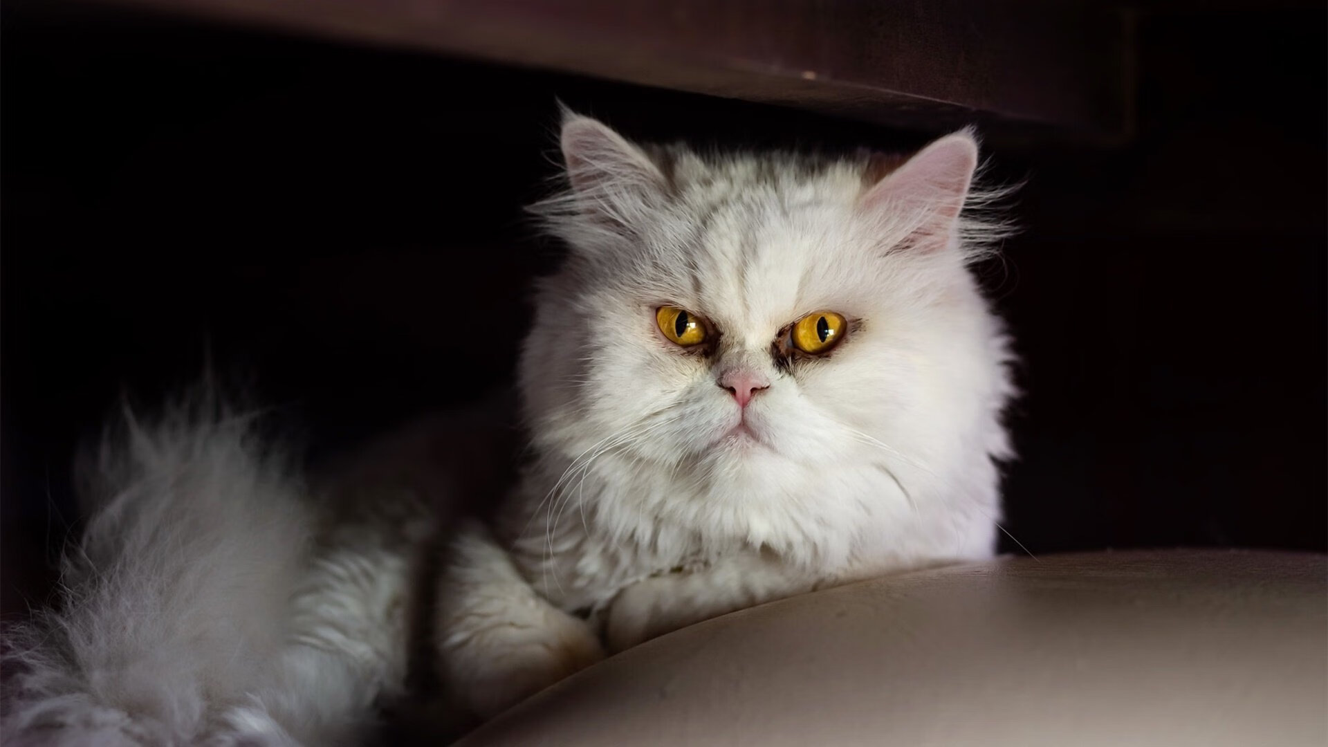 Gen.G战队目标直指世界赛冠军,gen.g战队百度百科