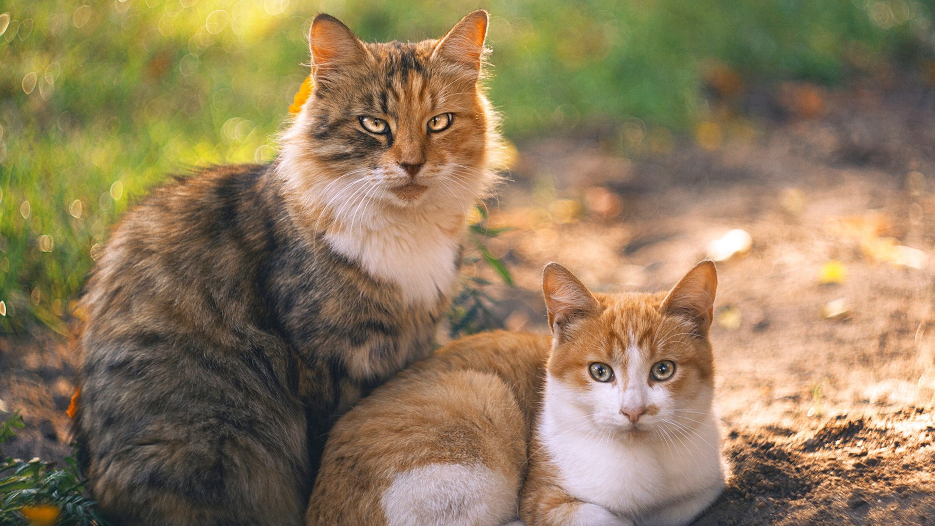 中超球队高压战术奏效,压迫性十足,破解足球高压战术