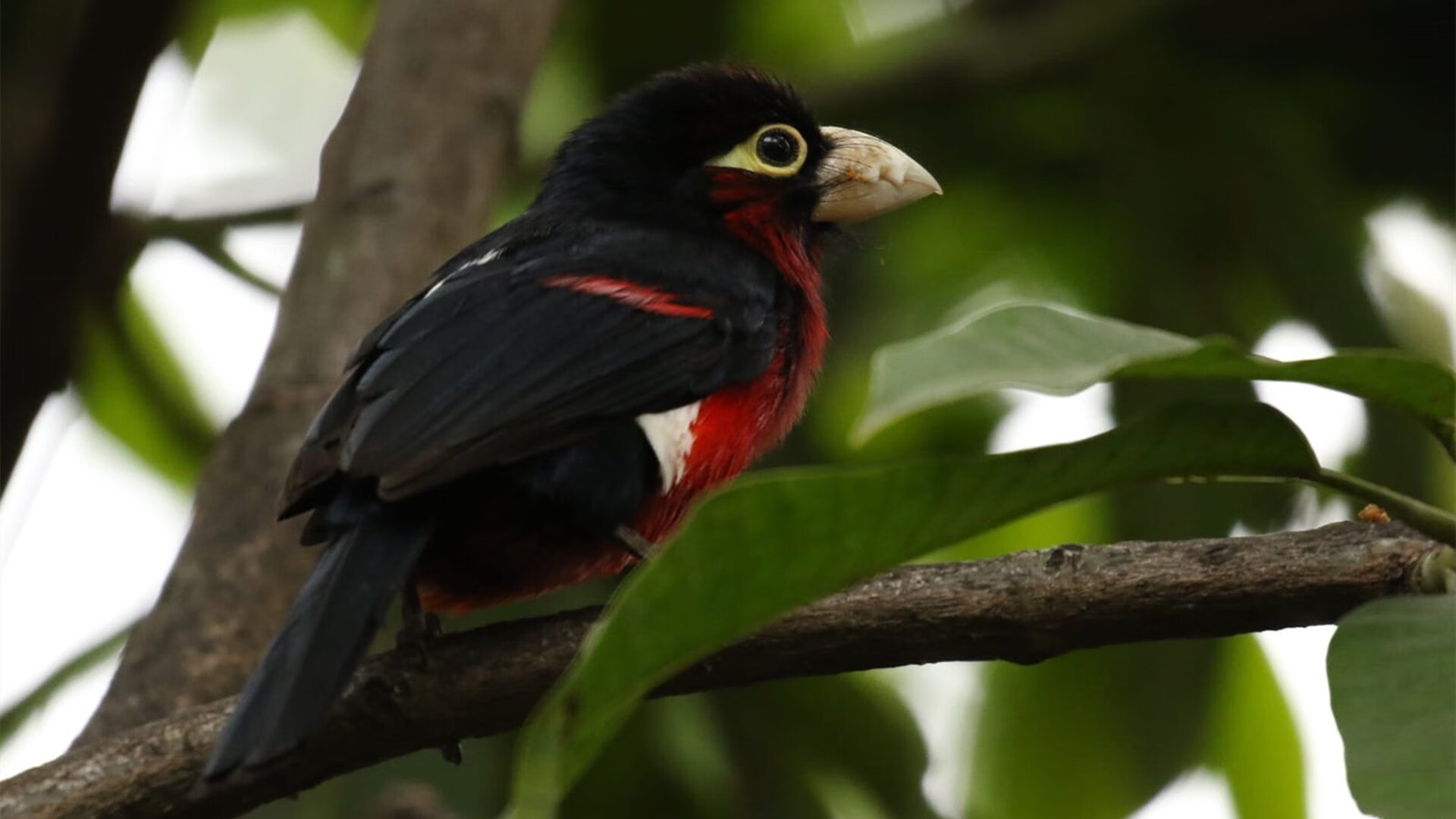 切尔西主场战平曼联,保住前四位置,切尔西vs曼联首发
