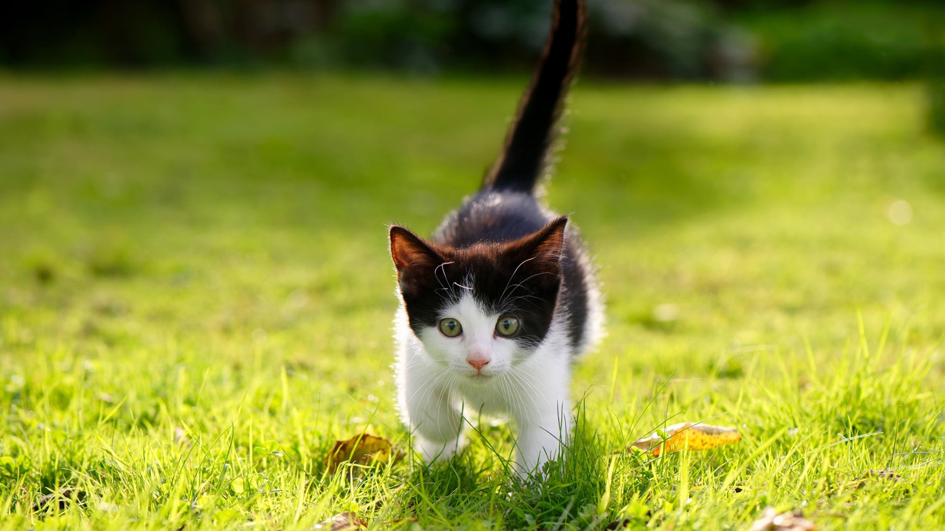 卡迪夫连胜收官,英超积分榜上的表现引人瞩目,卡迪夫城对德比郡直播