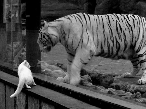 AYX体育-博卡青年防守端表现稳固，博卡青年什么水平