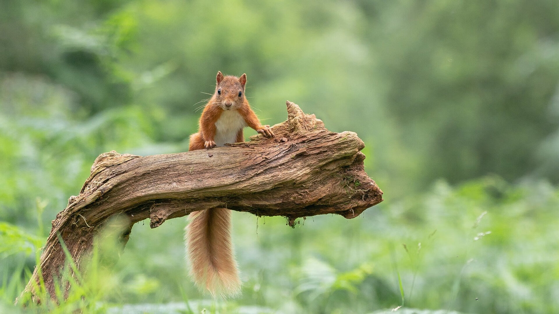 广东宏远 争夺MVP热门,广东宏远的比赛