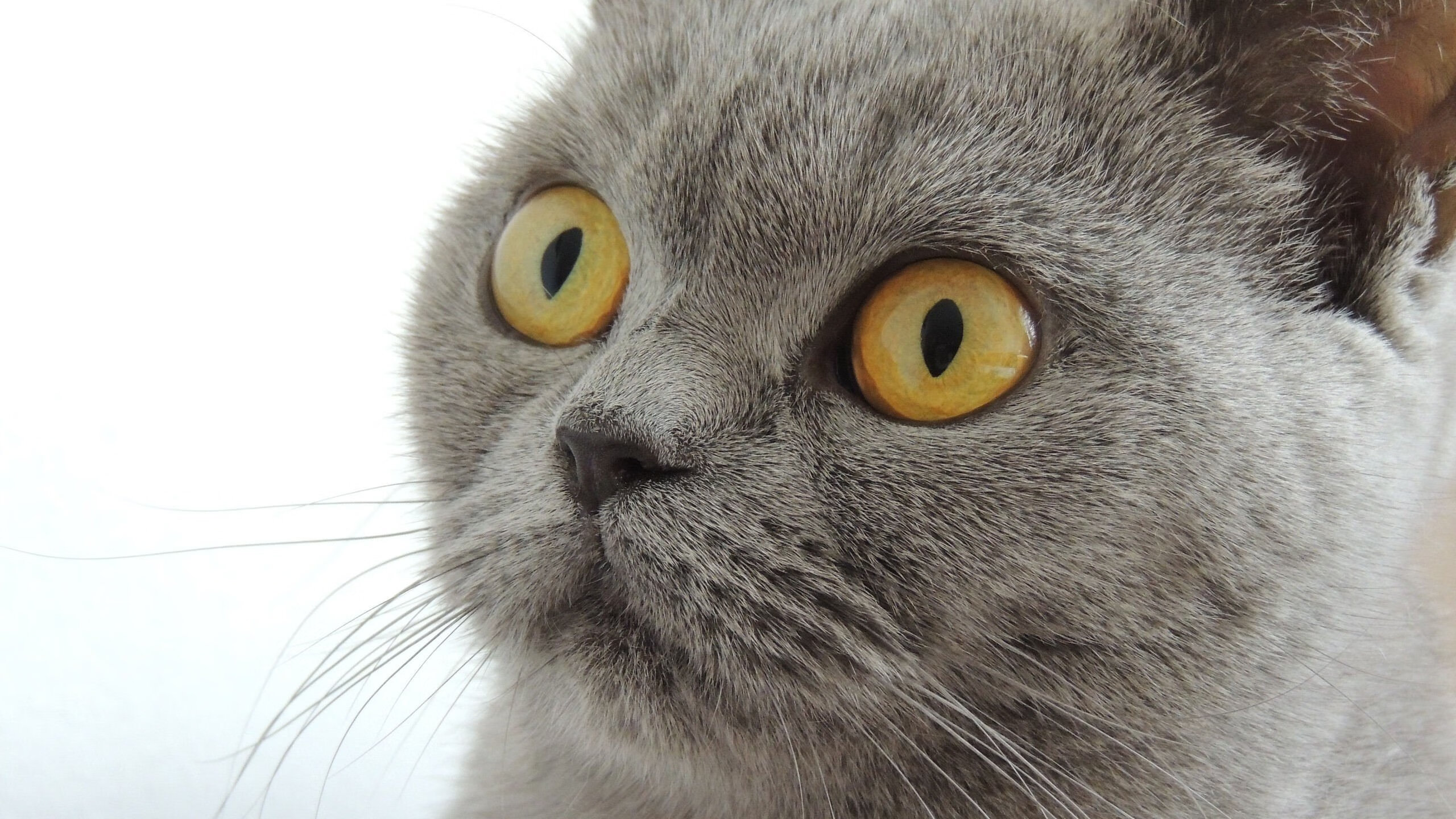 德国马术协会推出马术运动员心理辅导项目,提升竞技表现。,德式马术体系