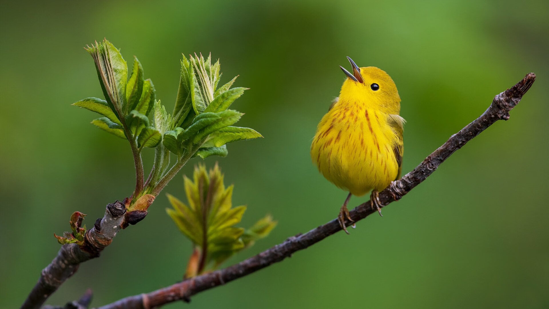 瓜达拉哈拉与国内足球组织达成合作协议,瓜达拉哈拉对莱昂
