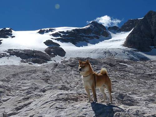 篮球巨星约翰逊将加盟人,具备突破篮坛潜质,约翰逊篮球集锦