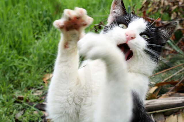 维达德卡萨布兰卡锋线火力强劲,进球数领先联赛,卡萨布兰卡 知乎