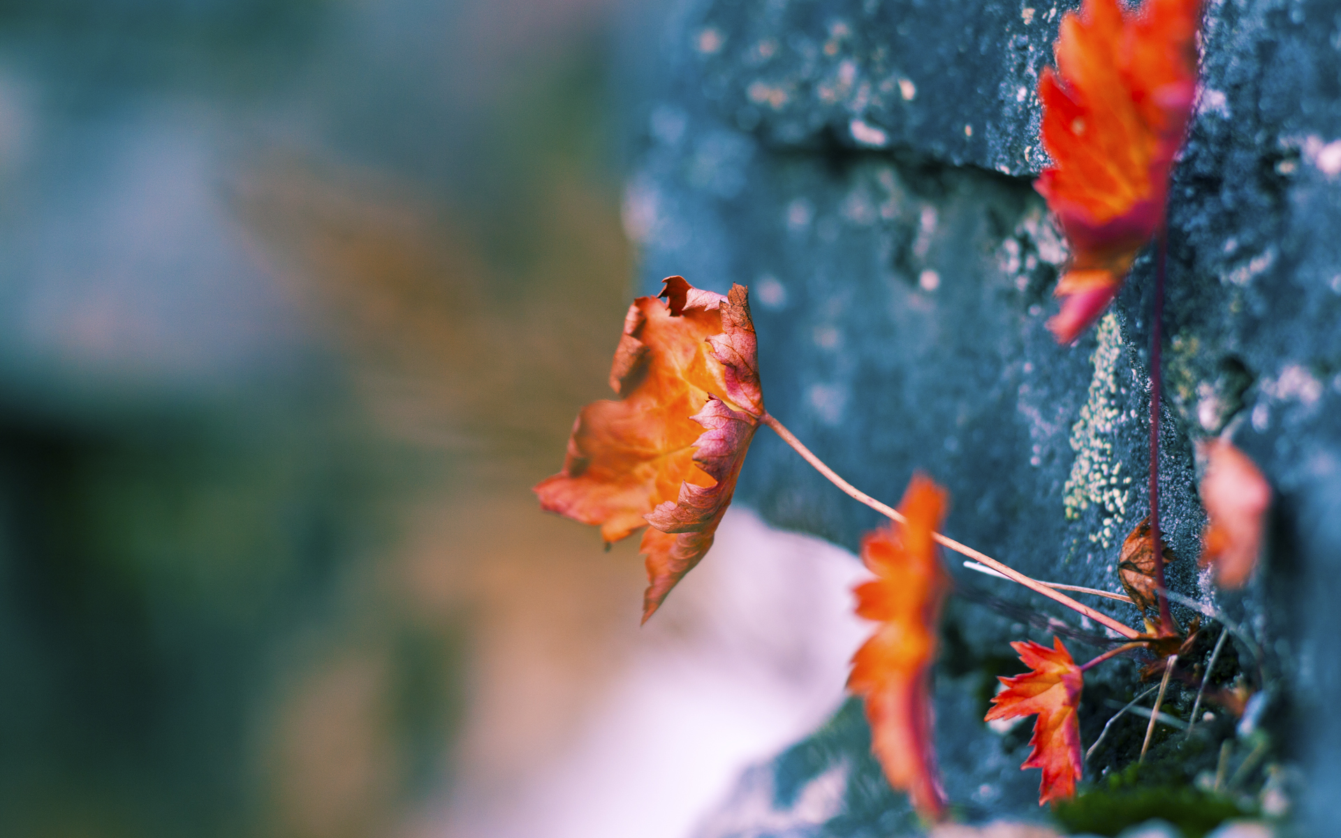 美因茨是否具备挑战前六的可能,美因茨换帅