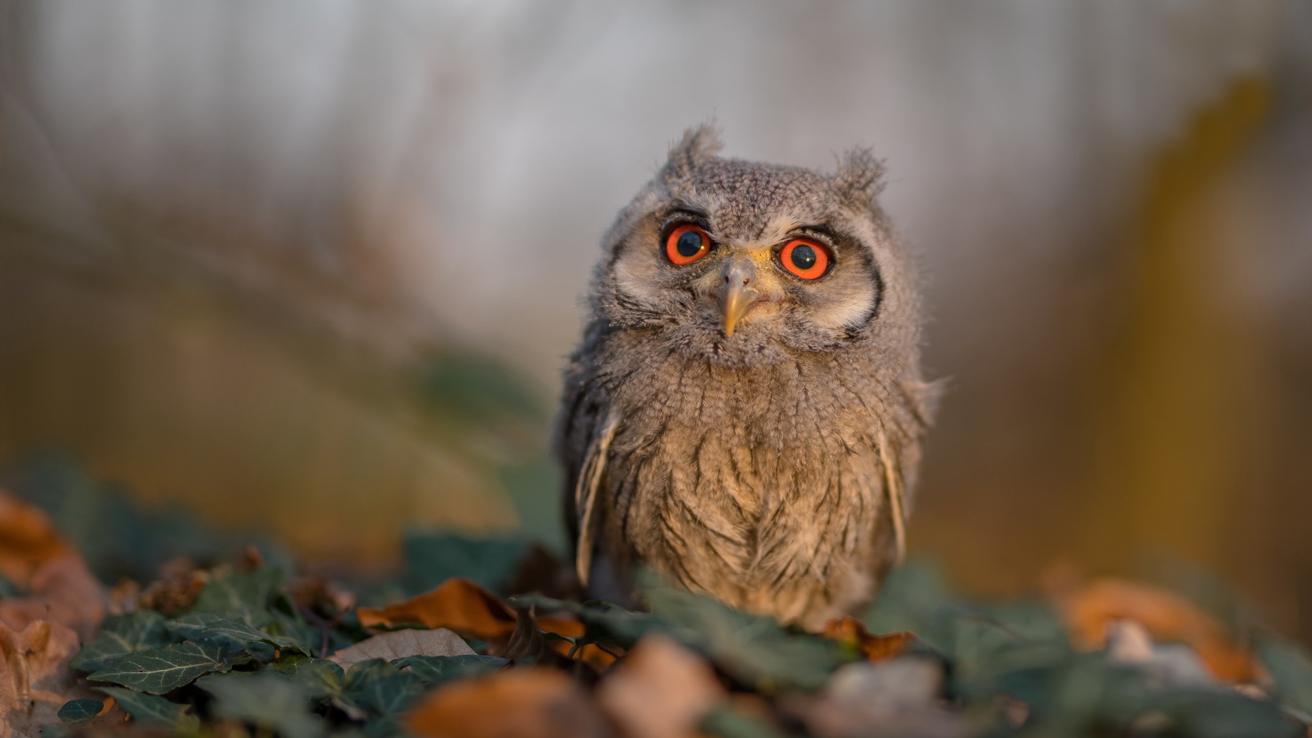 AYX GAME-黄蜂中锋健康状况再度恶化 球队前景堪忧，黄蜂最佳新秀