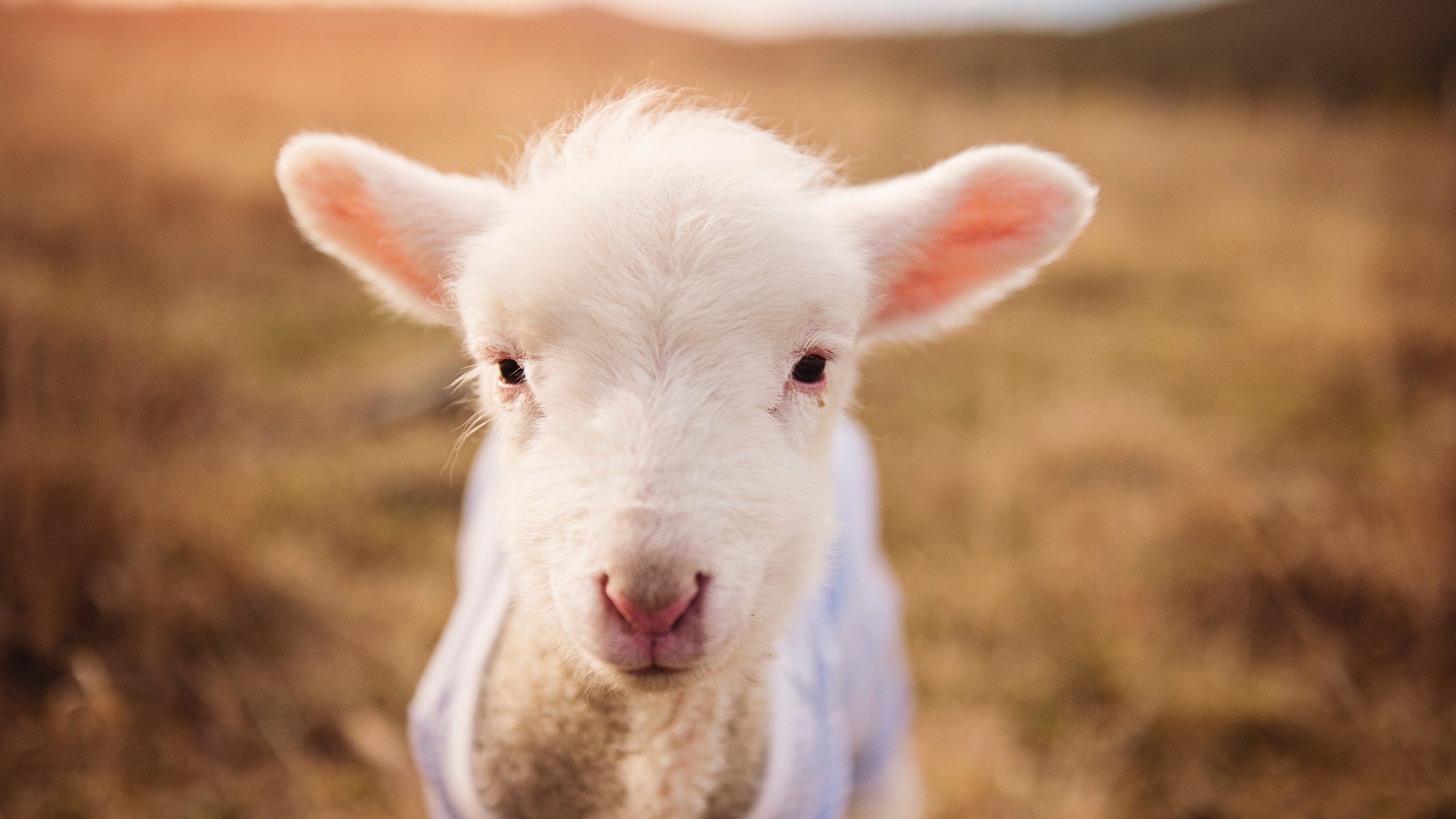 体操世界杯决赛中国女队夺两金,体操世界杯决赛中国女队夺两金是哪一年
