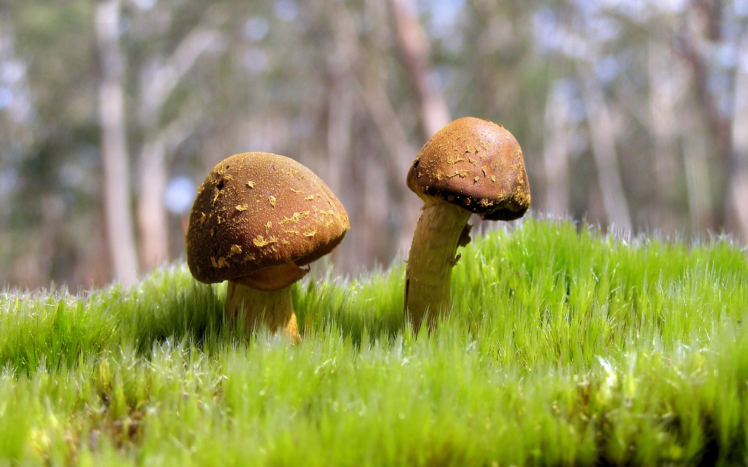 篮球专项体能训练课程设计及效果评估,篮球运动专项体能训练的研究