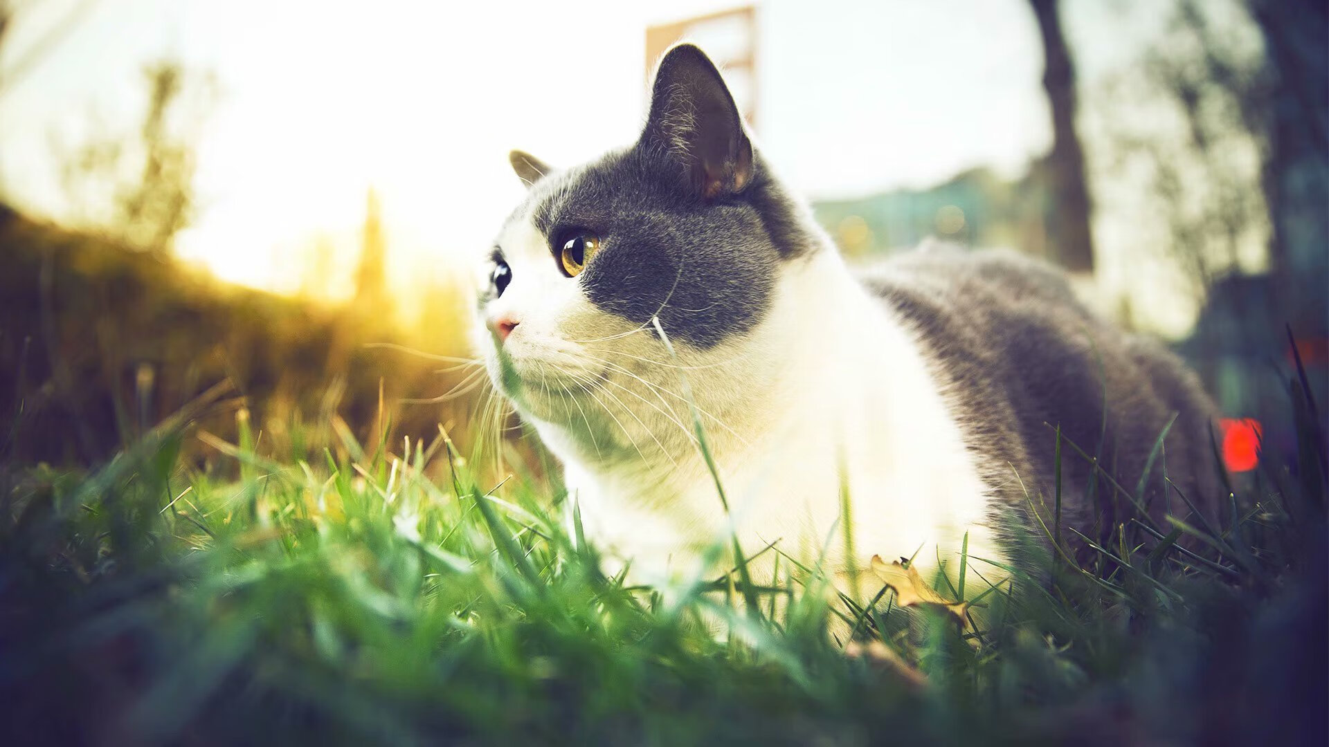 体育新闻中心发布体育短视频多平台分发策略,体育短视频创作