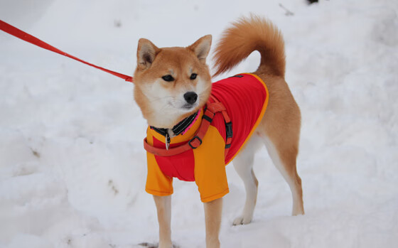 爱游戏娱乐-拜仁管理层稳定，为球队长远发展铺路，拜仁高管