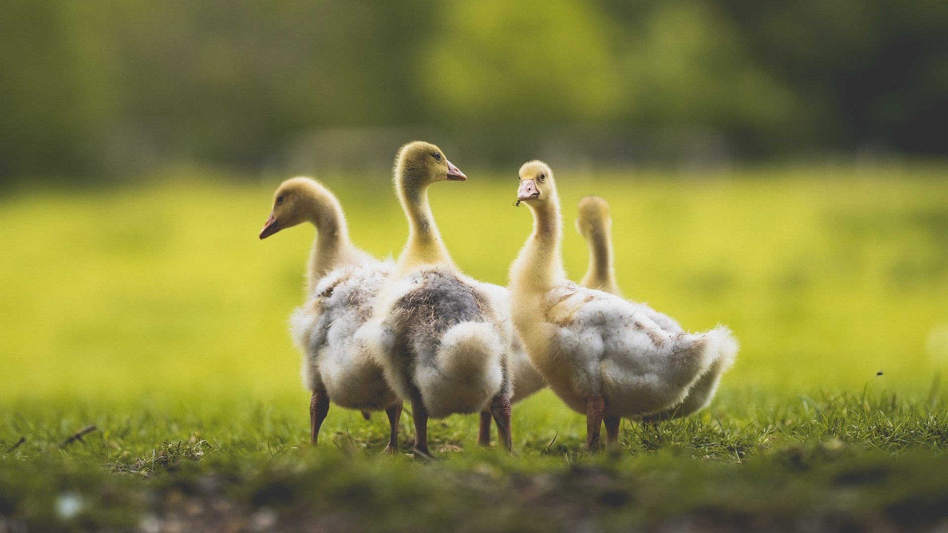 爱游戏平台-斯图加特反击效率提升助力连胜，斯图加特as