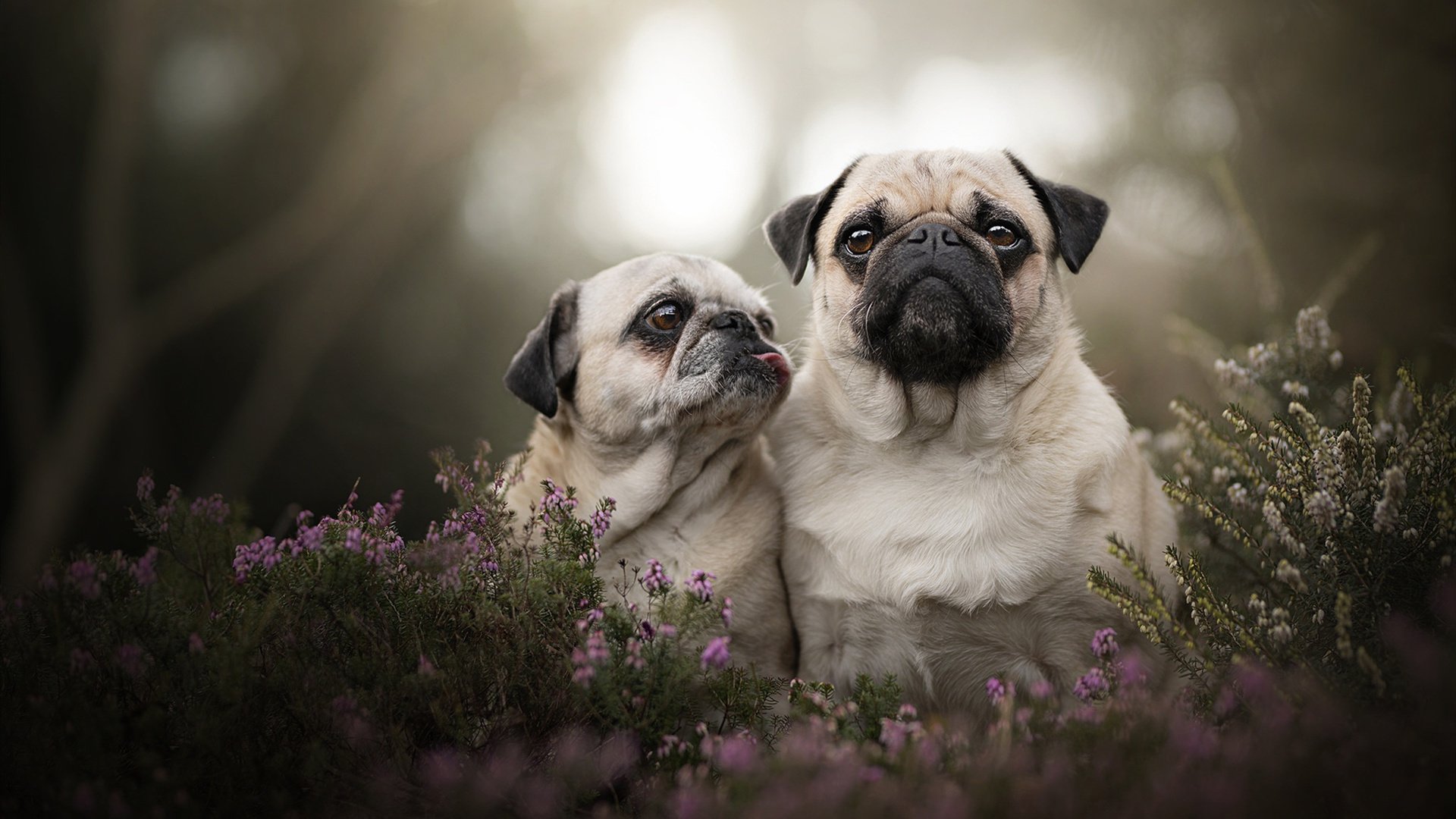 伯科夫用实力回应所有质疑,伯科e眼能治疗近视么