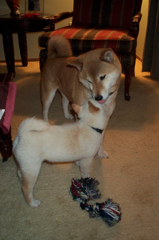 爱游戏app下载-希腊女篮在欧洲锦标赛中再夺金牌，精英之战精彩不断，希腊女篮世界排名