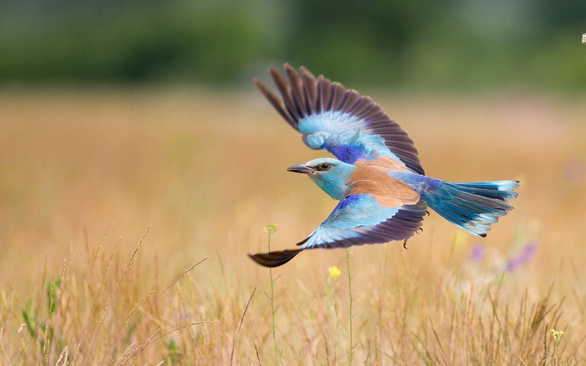 爱游戏中国官方网站平台-斯洛伐克女篮在欧洲预赛中不断突破，冲击奥运席位，斯洛伐克u20女篮