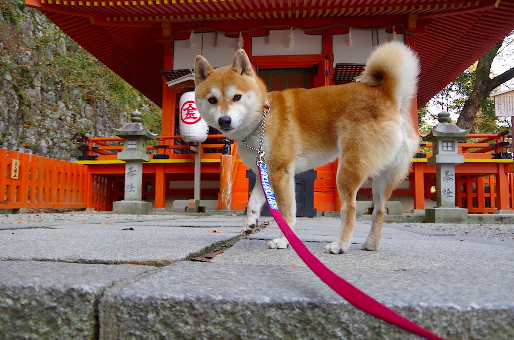爱游戏娱乐-艾比·德尔福：以强硬防守和精准传球稳固南非队后场，艾比利德尔